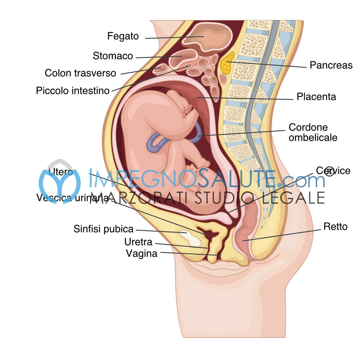 Il parto vaginale dopo un taglio cesareo