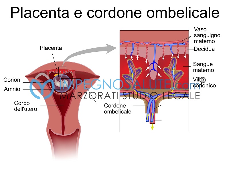 Placenta e cordone ombelicale