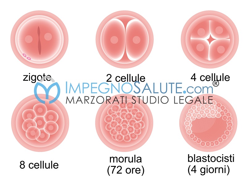 Sviluppo cellule feto iniziale