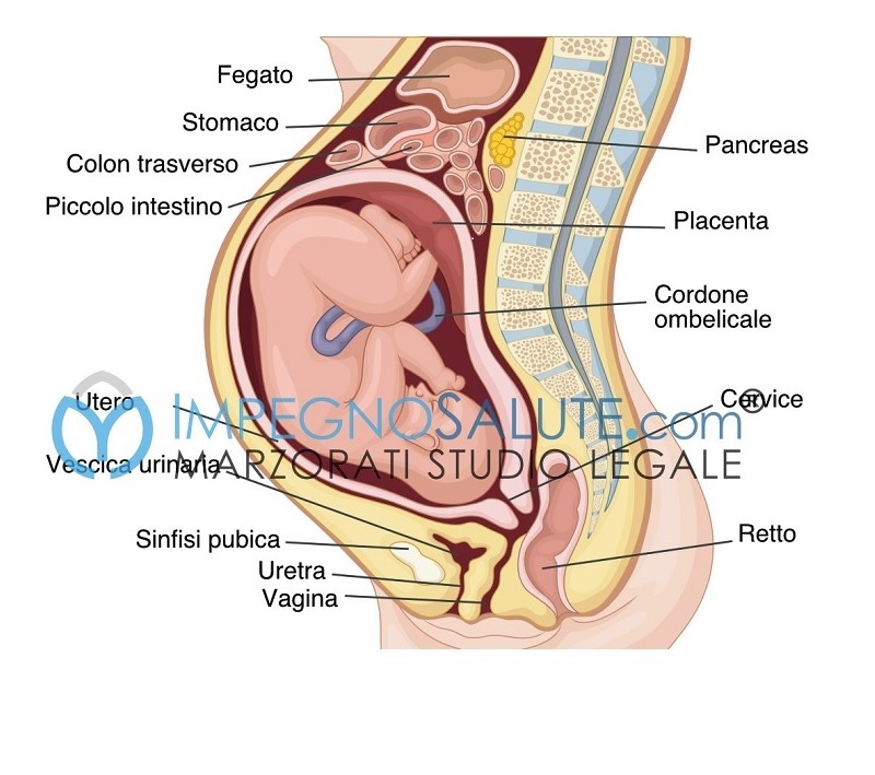 disfunzioni dell apparato urinario nel post parto