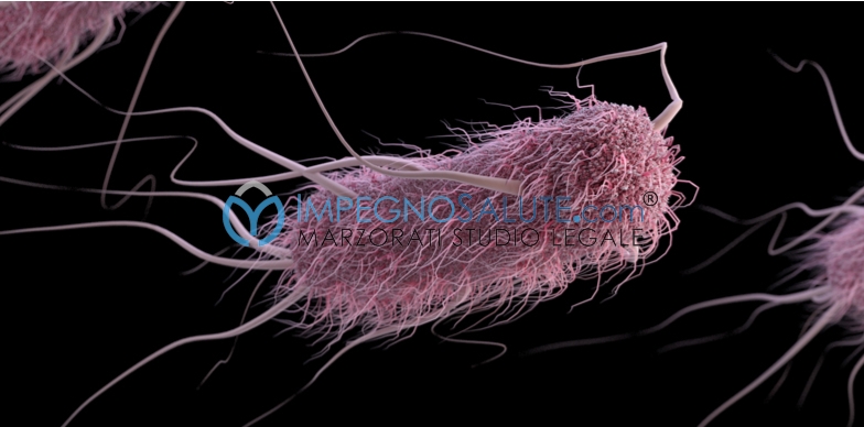 Escherichia coli in gravidanza