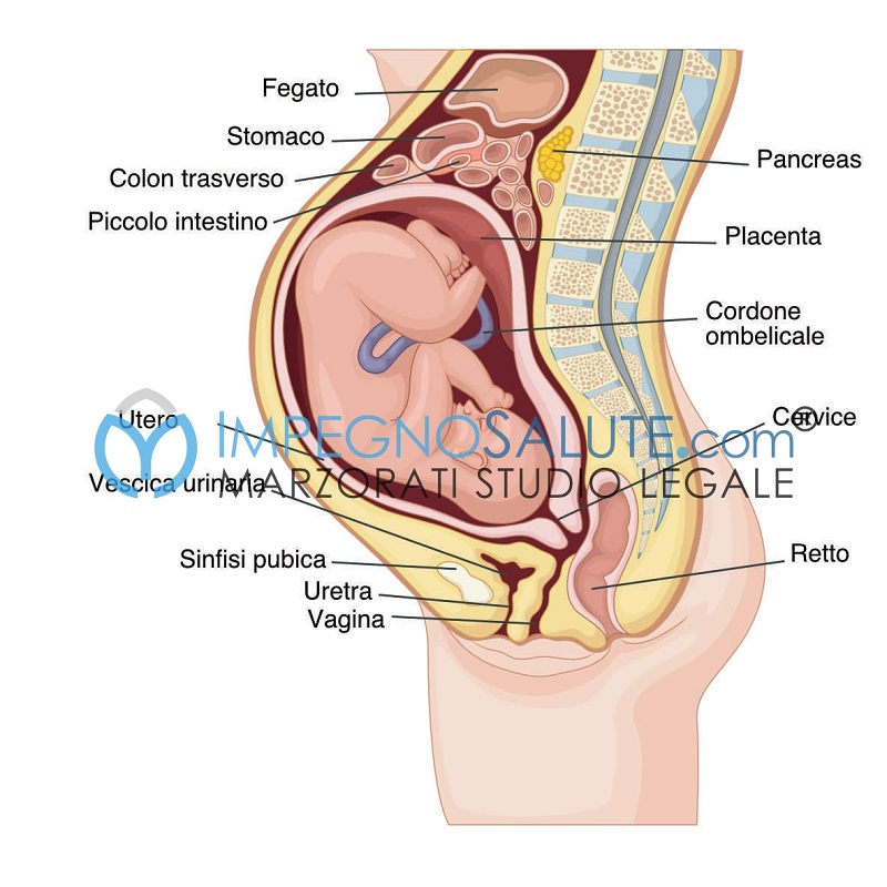 Anatomia gravidanza