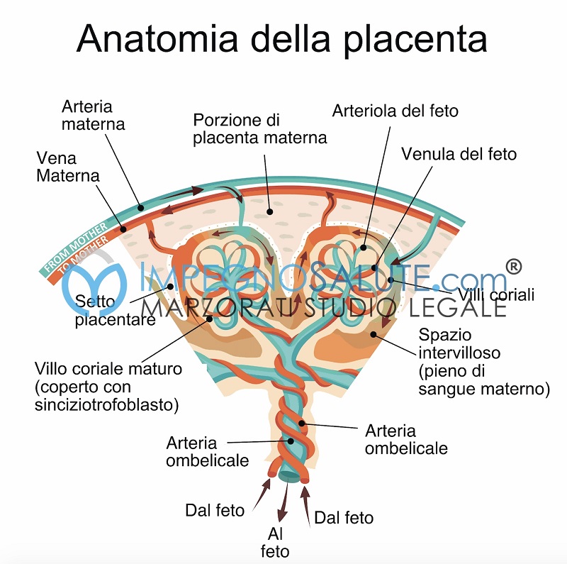 Vasi e arterie placenta