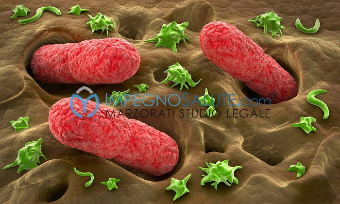  Escherichiacoli batteri