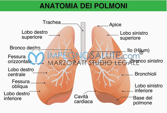 Anatomia polmoni