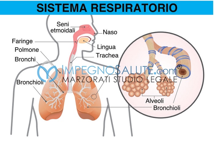  Sistema respiratorio
