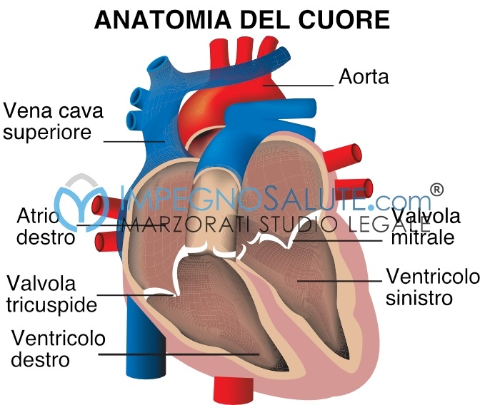 Anatomia cuore