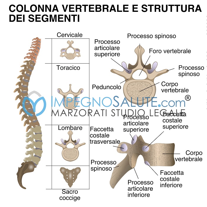 Colonna vertebrale e struttura segmento