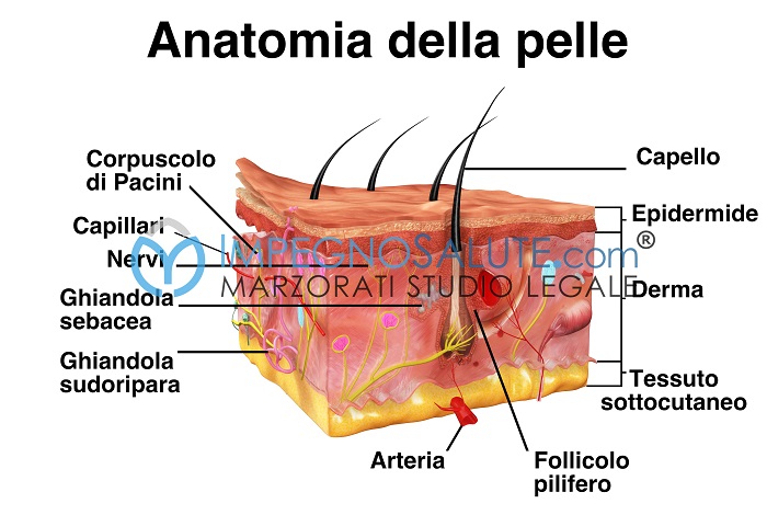 Anatomia pelle