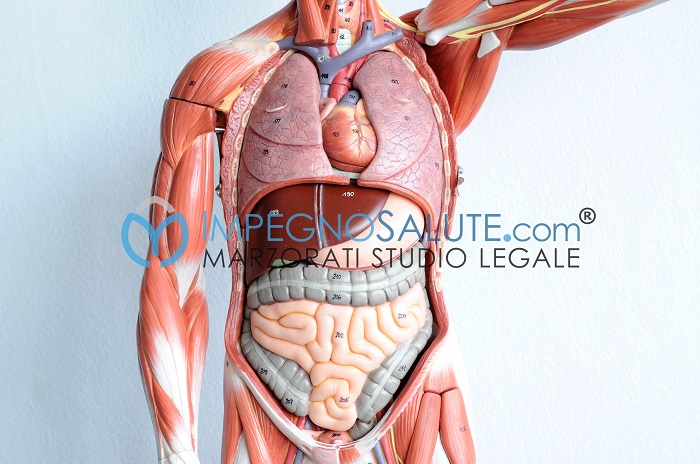 Anatomia torace