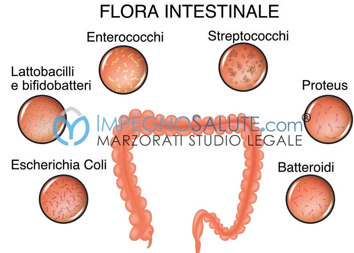 Flora intestinale