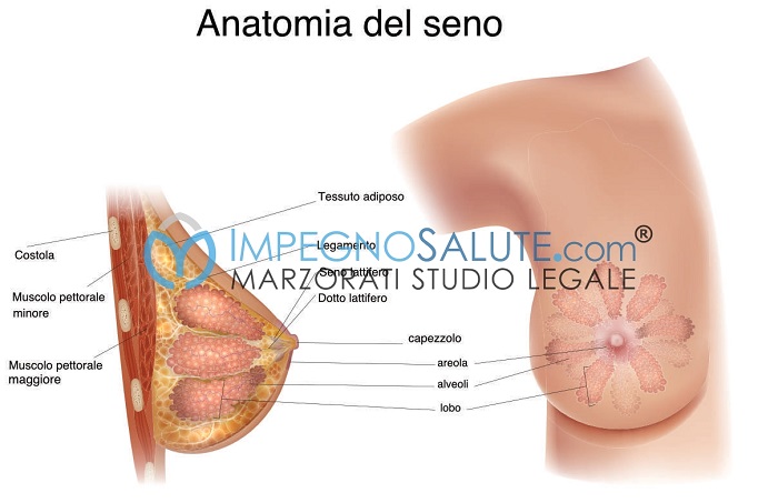 La chirurgia della mammella